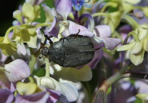 Netocia sp.